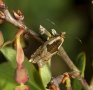 Blåbærsigdvikler (Ancylis myrtillana)