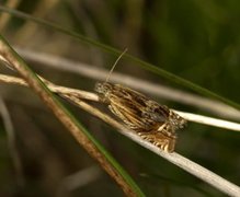 Mørk gullrisengvikler (Eucosma aspidiscana)