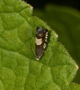 Triple-stripe Piercer (Grapholita compositella)