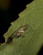 Sedge Fanner (Glyphipterix forsterella)
