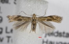 Birch Bent-wing (Bucculatrix demaryella)