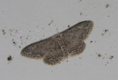 Grå engmåler (Idaea seriata)