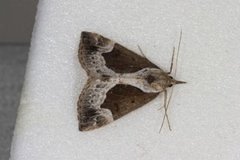 Beautiful Snout (Hypena crassalis)