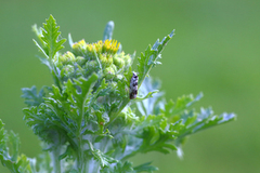 Landøydaengvikler (Eucosma campoliliana)