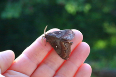 Pine Lappet (Dendrolimus pini)