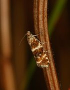 Olive Marble (Phiaris micana)