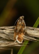 Olive Marble (Phiaris micana)