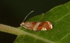 Rødflekket kveldvikler (Epinotia cruciana)