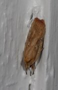 Dark-fringed Flat-body (Agonopterix nervosa)