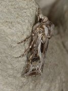 Fagerjordfly (Agrotis vestigialis)