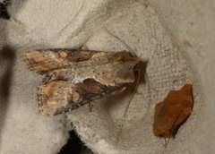 Double Lobed (Lateroligia ophiogramma)