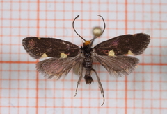 Common Bright (Incurvaria oehlmanniella)