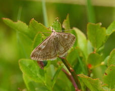 Bregneengmott (Udea decrepitalis)