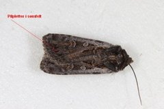 White-line Dart (Euxoa tritici)