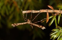 Beautiful Plume (Amblyptilia acanthadactyla)