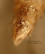 Pale November Moth (Epirrita christyi)
