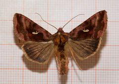 Gråbrunt metallfly (Autographa buraetica)