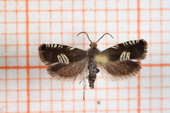 Triple-stripe Piercer (Grapholita compositella)