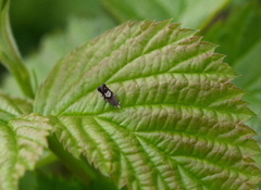Triple-stripe Piercer (Grapholita compositella)