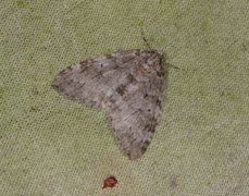November Moth (Epirrita dilutata)