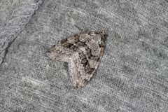 Pale November Moth (Epirrita christyi)