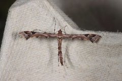 Beautiful Plume (Amblyptilia acanthadactyla)