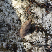 Kystflatvikler (Acleris hyemana)