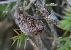 Ringed Carpet (Cleora cinctaria)