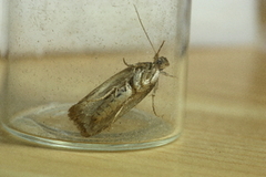 Depressaria radiella