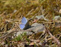 Green-underside Blue (Glaucopsyche alexis)