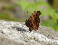 Comma Butterfly (Polygonia c-album)