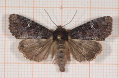 Common Rustic (Mesapamea secalis)