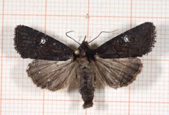 Lesser Common Rustic (Mesapamea didyma)