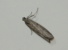 Melsmalmott (Ephestia kuehniella)