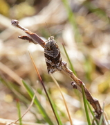 Vårbåndvikler (Philedonides lunana)