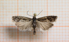 Smal kveldvikler (Epinotia crenana)