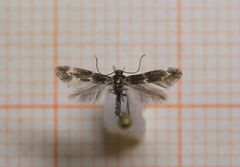 Elachista atricomella