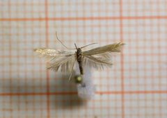 Coleophora alnifoliae