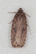 Common Flat-body (Agonopterix heracliana)