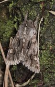 Rannoch Sprawler (Brachionycha nubeculosa)