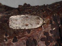 Agonopterix ocellana