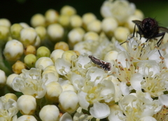 Glyphipterix simpliciella