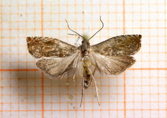 Epinotia pusillana