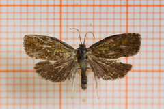 Blybladvikler (Ptycholoma lecheana)