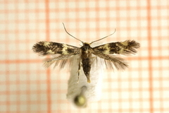 Elachista luticomella