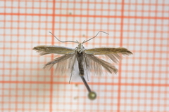 Lotus Case-bearer (Coleophora discordella)