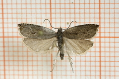 Viersigdvikler (Ancylis subarcuana)