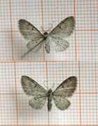 Grumset dvergmåler (Eupithecia subfuscata)