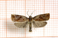 Pine Tortrix (Archips oporana)
