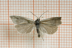 Dotted Shade (Eana osseana)